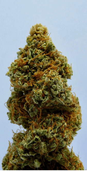weed bud 1